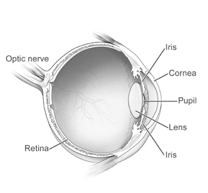 Structure of an deals eyeball